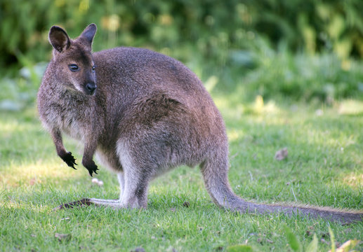 Portrait of kangaroo in national park.