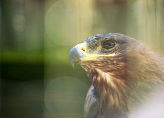 Portrait view of steppe eagle.