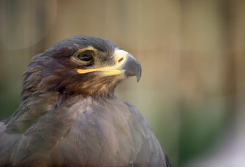 Portrait view of steppe eagle.