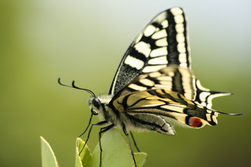 Fototapeta premium butterfly in the nature green forest habitat