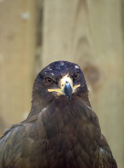Portrait view of steppe eagle.