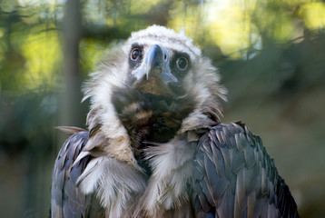 Portrait view of eurasian black vulture.