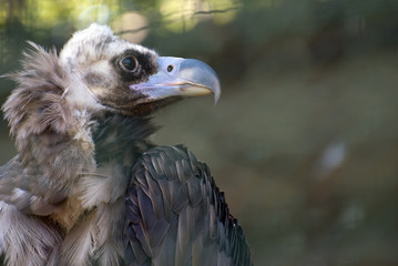 Portrait view of eurasian black vulture.