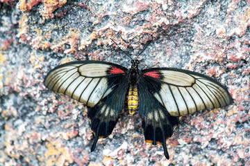 butterfly in the nature green forest habitat