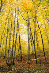 Autumn landscape in a forest