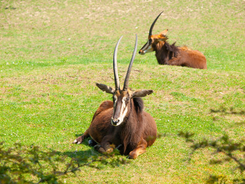 Female Sable antelope, Hippotragus niger, lying down in savanna, Kenya, Africa