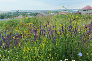 Purple wild flowers. View of the village in the distance