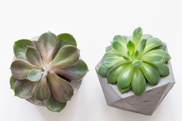 Succulents in concrete plant pots on white table background. Closeup view, top view