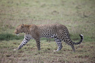 Leopard Kenya Africa savannah wild animal cat mammal