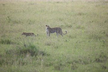 Naklejka na ściany i meble Leopard Kenya Africa savannah wild animal cat mammal