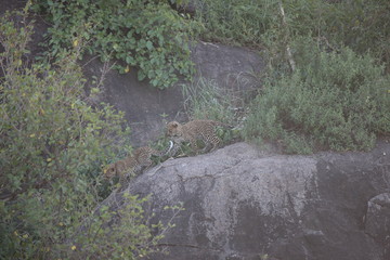 Leopard Kenya Africa savannah wild animal cat mammal