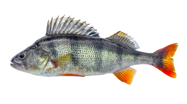 Fish perch with scales, fresh raw isolated