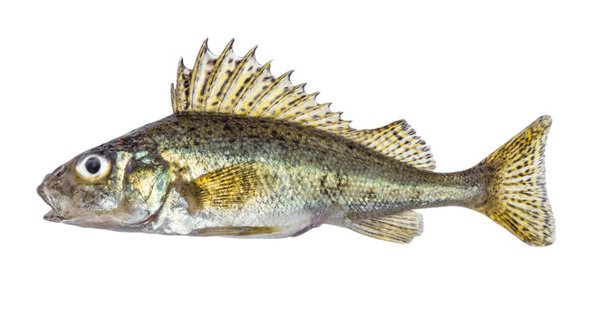 Fish ruff isolated on white background (Gymnocephalus cernuus)