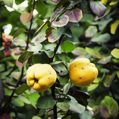 Ripe yellow quince on a branch, selective focus