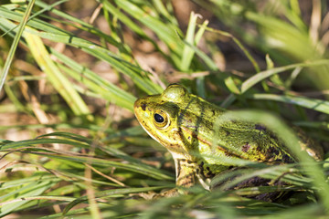 Frosch - Teichfrosch - Wasserfrosch - Froschlurche - echte Frösche
