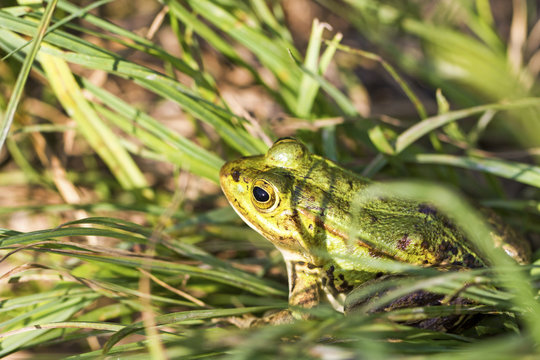 Frosch - Teichfrosch - Wasserfrosch - Froschlurche - echte Fr&ouml;sche