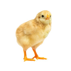 little chicken isolated