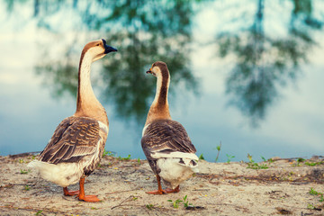 Two geese strolling along the lake shore