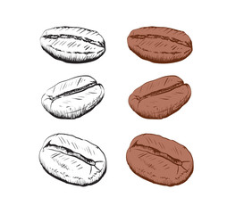 painted coffee beans, sketch, vector drawing, perfect ingredient, choice grain