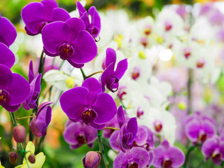 Closeup cluster of violet orchids with blurred white orchids background