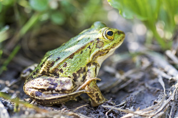 Teichfrosch - Wasserfrosch - Frosch - Allgäu