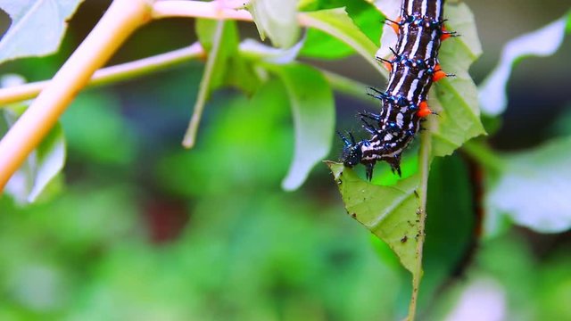 caterpillar worm striped blue - black and white Walking eat on leaf  (Eupterote testacea, Hairy caterpillar) select focus with shallow depth of field