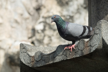 Pigeon grey. Beautiful pigeon close up. City birds. Pigeons of the chainese temple. The bird view.