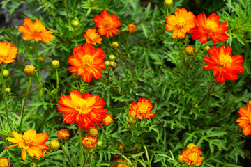 Straw flower or Everlasting blossoming in Thailand