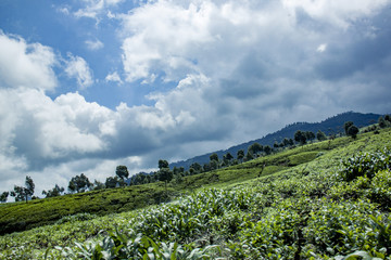 Fototapeta na wymiar Tea Plantation Hill Indonesia