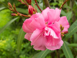 Nerium oleander