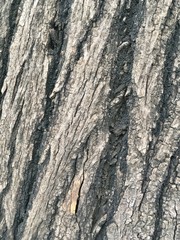 Background from texture of wood