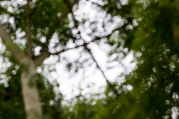 Abstract defocused light bokeh of tree background.