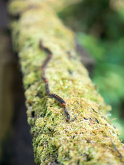 Preceding Caterpillars