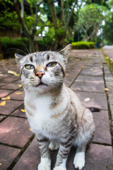 Beautiful portrait of funny cat sitting on concrete ground