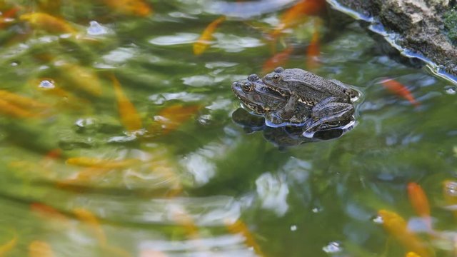Two frogs mating in the pond under water swim young carp koi 4k video