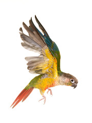Green-cheeked parakeet in studio