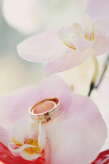 Close-up of wedding rings on background of orchid / Wedding Rings