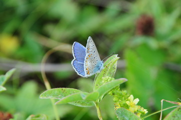 Blue butterfly
