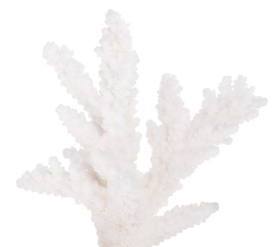 isolated small part of coral white branch