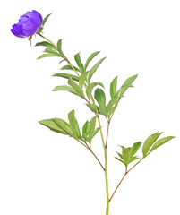 isolated dark blue peony flower with green leaves