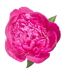 pink peony isolated bloom