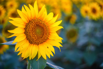 Fototapeta premium Field of sunflowers during sunset