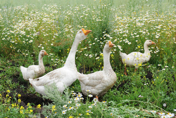 Geese are walking in a meadow