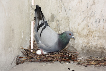 The pigeon eats the seeds next to the nest