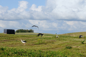 Storks and road