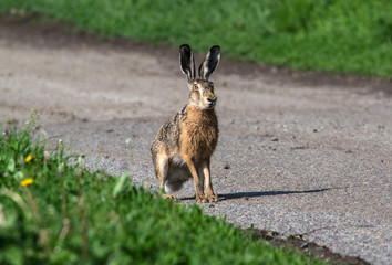 European hare on the road