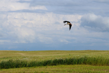 flying stork