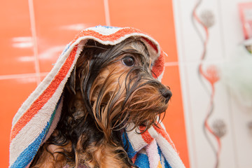 Wet puppy Yorkshire Terrier in a towel after washing