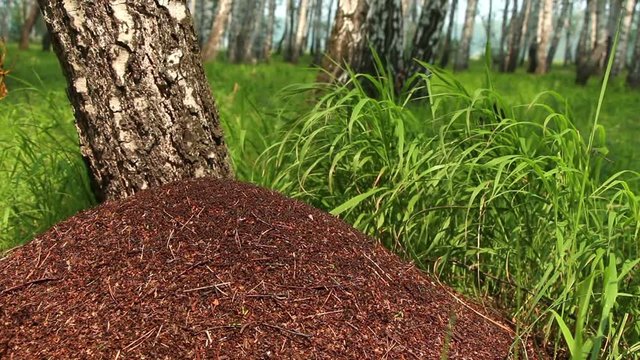 Fussy ants Formica rufa  crowd on top of anthill in birch forest. Lockdown. 