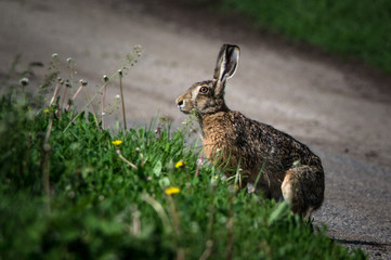 European hare on the road